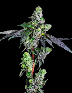 Goofiez² (Compound Genetics) High THC & Exotic Flavors