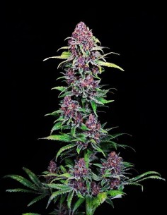 NYC Vapor (Compound Genetics) High THC & Unique Aroma