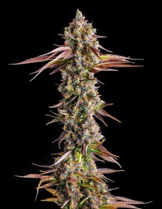 Strawberry Skrilla Strain (Compound Genetics) Sweet Aroma