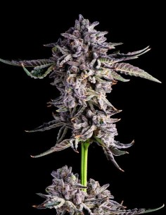 Candy Bezels Strain (Compound Genetics) Deep Flavors