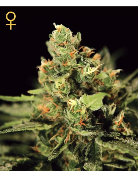 Big Bang Autoflowering (Greenhouse Seeds) Autoflower Seeds