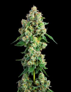 Inside Joke (Compound Genetics) Flavor Explosion