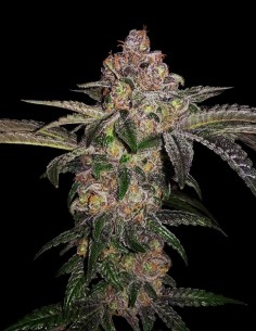 Pure Runtzy (T.H. Seeds) Enjoy High Yields & Rich Flavors