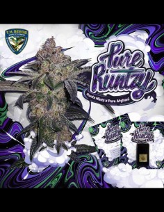 Pure Runtzy (T.H. Seeds) Enjoy High Yields & Rich Flavors 2