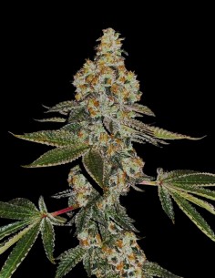 Beasty (T.H. Seeds) ¡Discover its Amazing Flavor!