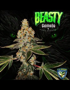 Beasty (T.H. Seeds) ¡Discover its Amazing Flavor! 2