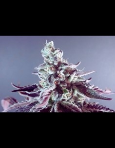 Biscotti x Purple Punch Feminized (Tramuntana Seeds) 2