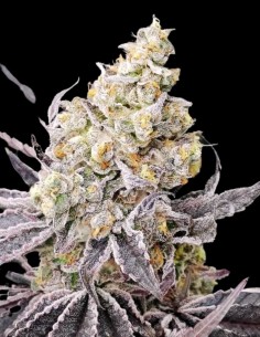Kush Mints x Purple Punch Feminized (Tramuntana Seeds) 2