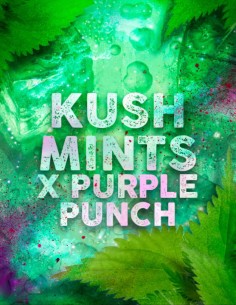 Kush Mints x Purple Punch Feminized (Tramuntana Seeds)