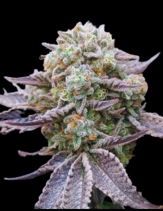 Cherry Mints x Purple Punch Feminized (Tramuntana Seeds) 2