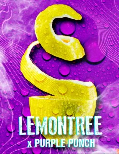 Lemon Tree x Purple Punch Feminized (Tramuntana Seeds)