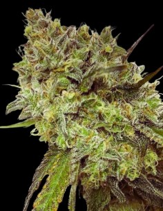 Lemon Tree x Purple Punch Feminized (Tramuntana Seeds) 2