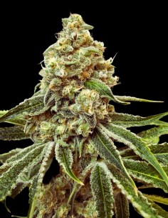 Strawnana x Purple Punch Feminized (Tramuntana Seeds) 2
