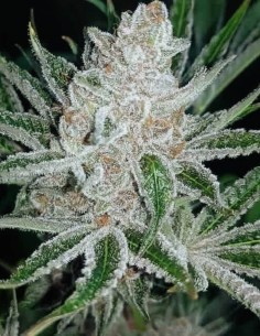 Tropicanna Cookies x Purple Punch Feminized (Tramuntana Seeds) 2