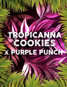 Tropicanna Cookies x Purple Punch Feminized (Tramuntana Seeds)
