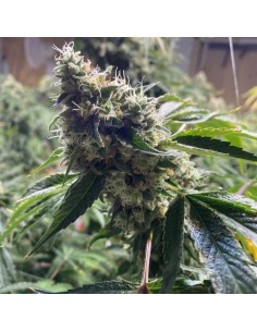 Dranoz (Dark Horse Genetics) Regular Cannabis Seeds