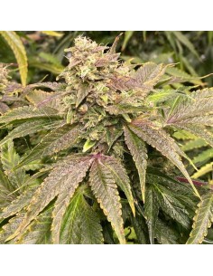Dranoz (Dark Horse Genetics) Regular Cannabis Seeds 2