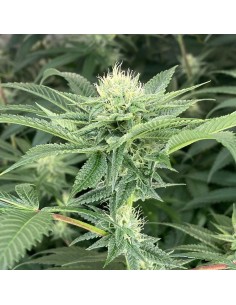 Time Ztone (Dark Horse Genetics) Regular Cannabis Seeds