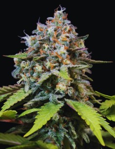 Highway 66 Feminized Strain (Paradise Seeds) Haze & Sour