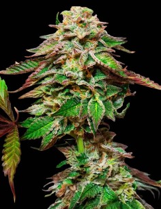 Blue Gem Feminized (Paradise Seeds) 🫐 Blueberry Flavor