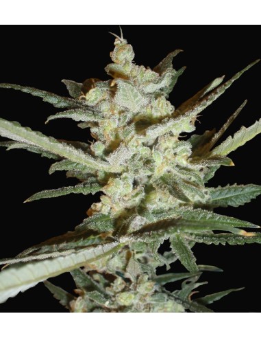 Buy Supersonic Cristal Storn from Samsara Seeds - Oaseeds