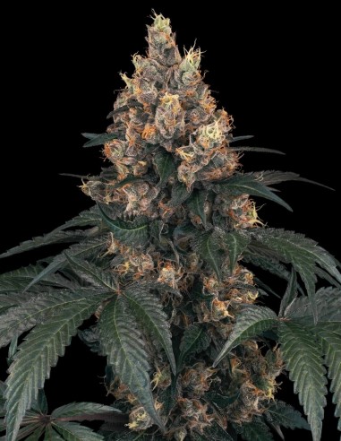 Chocolate Rainbow XXL (Sensi Seeds) 🍫 Exquisiter Geschmack