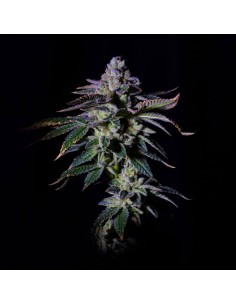 Gas Mint Strain (Grateful Seeds) 🍇 Explosive Flavor & Yield
