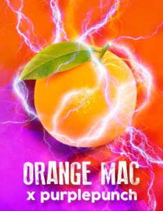 Orange MAC x Purple Punch Feminized (Tramuntana Seeds)