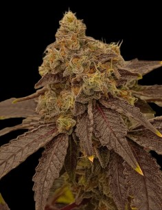 Orange MAC x Purple Punch Feminized (Tramuntana Seeds) 2