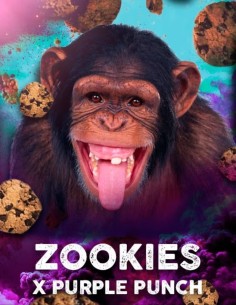 Zookies x Purple Punch Feminized (Tramuntana Seeds)