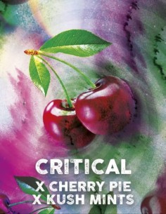 Critical Cherry Feminized (Tramuntana Seeds) 🍒 High Yields