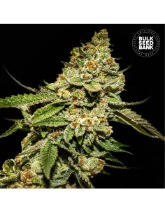 Bruce Banner #5 (Bulk Seed Bank) Feminized Seeds