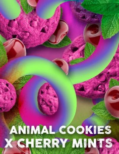 Cherry Cookies Mints Feminized (Tramuntana Seeds)