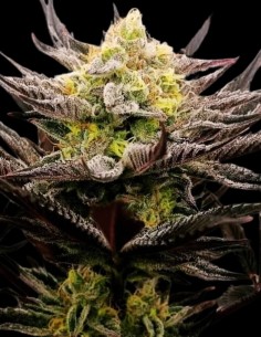 Critical Mints Feminized (Tramuntana Seeds) High Yields 2