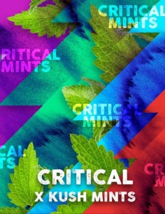 Critical Mints Feminized (Tramuntana Seeds) High Yields