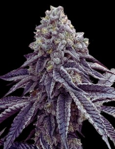 Strawnana Mints Feminized (Tramuntana Seeds) Sweet Flavors 2