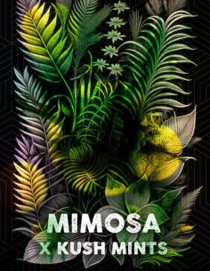 Mimosa Mints Feminized (Tramuntana Seeds) Potent & Flavorful