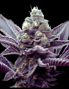 Mimosa Mints Feminized (Tramuntana Seeds) Potent & Flavorful 2