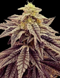 Apple Mints Feminized (Tramuntana Seeds) High Yields 2