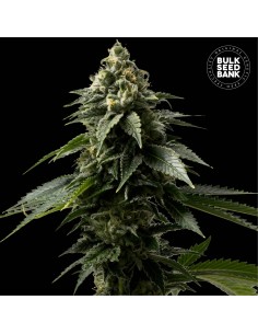 Coffe Rocket (Bulk Seed Bank) Feminized Seeds