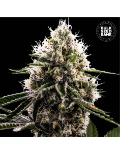 Dosidos Rocketos (Bulk Seed Bank) Feminized Seeds