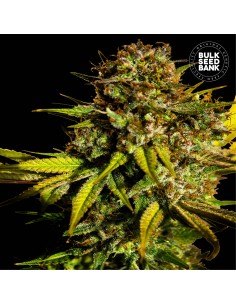 Extra Mintz (Bulk Seed Bank) Feminized Seeds