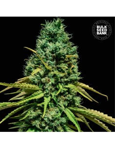 Hell Bells OG (Bulk Seed Bank) Feminized Seeds