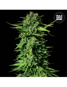 Mandalime Juice (Bulk Seed Bank) Feminized Seeds