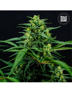 Mimosa Famosa (Bulk Seed Bank) Feminized Seeds