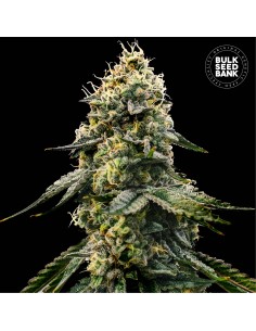 Runtz Gluntz (Bulk Seed Bank) Feminized Seeds