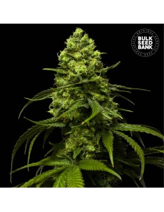 Strawberry Ferry (Bulk Seed Bank) Feminized Seeds