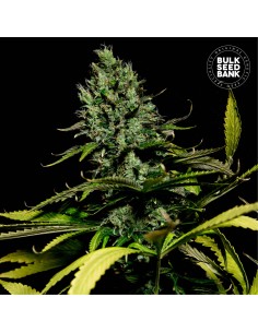 Watermelon Jam (Bulk Seed Bank) Feminized Seeds