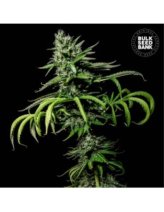 Tropical Coconut (Bulk Seed Bank) Feminized Seeds