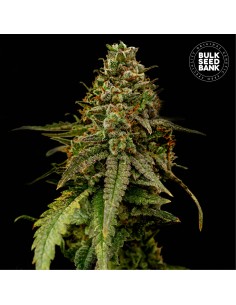Auto Coffe Rocket (Bulk Seed Bank) Feminized Seeds